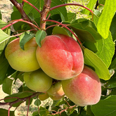 Guangong Face Apricot Plant