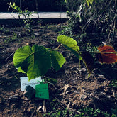 Grafted Spine/Vitis Davidii Grape Plant With Pot