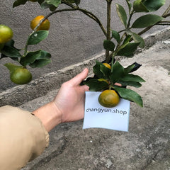 Planta de kumquat crujiente con miel