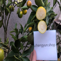 Planta de kumquat crujiente con miel