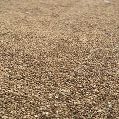 Mixed Yangmei Seeds (Free Shipping)