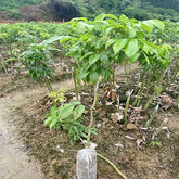 Grafted Lychee King Plants(With Soil)