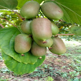 Grafted Longcheng N2 Plant