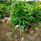 Grafted Yuezhou Red Lychee Plants(With Soil)