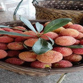 Grafted White Dongkui Yangmei Plant With Pot