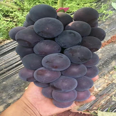 Fujiminori Grape(Cutting/Plant)