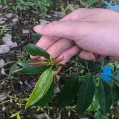 Grafted Rock Sugar Mangosteen Plant