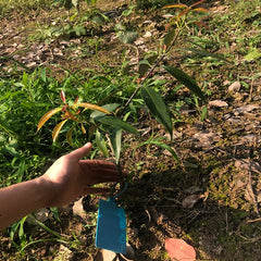 Grafted Rock Sugar Mangosteen Plant