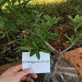 Grafted Male Yangmei Rare Boot Plant