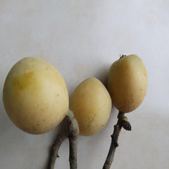 Grafted Snow White Loquat Plant