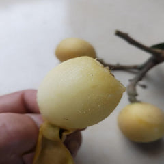 Grafted Snow White Loquat Plant