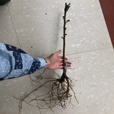 Grafted Snow White Loquat Plant