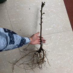 Grafted Snow White Loquat Plant