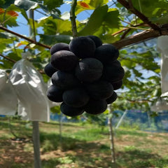 Suzuka Grape Cutting