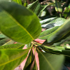 Grafted Dongkui Yangmei With Flower Buds Pot Plant