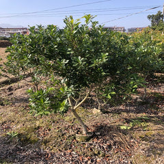 Grafted Dongkui Yangmei With Flower Buds Pot Plant