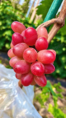 Grafted Shinku Grape Plant