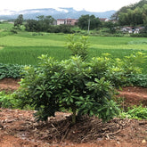 Grafted Dongkui Myrica rubra tree(Three age) - ChangYun