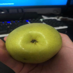 Danxia Red Pear Scion