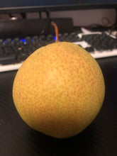 Danxia Red Pear Scion