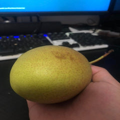 Danxia Red Pear Scion