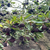 Grafted Hard Silk Yangmei Plant Bare Root