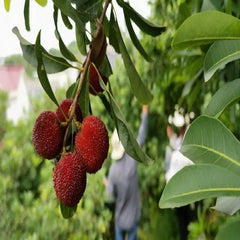 Grafted Zaojia Yangmei Plant Bare Root