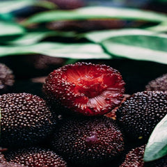 Grafted Late Rice Yangmei Pot Plant