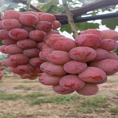 Ruby Roman Grape Plant(Cutting/Plant)