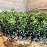 Grafted Dongkui Yangmei Plant With Pot