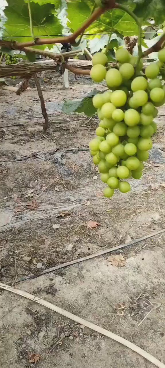 Shine Muscat (Esqueje/Planta)