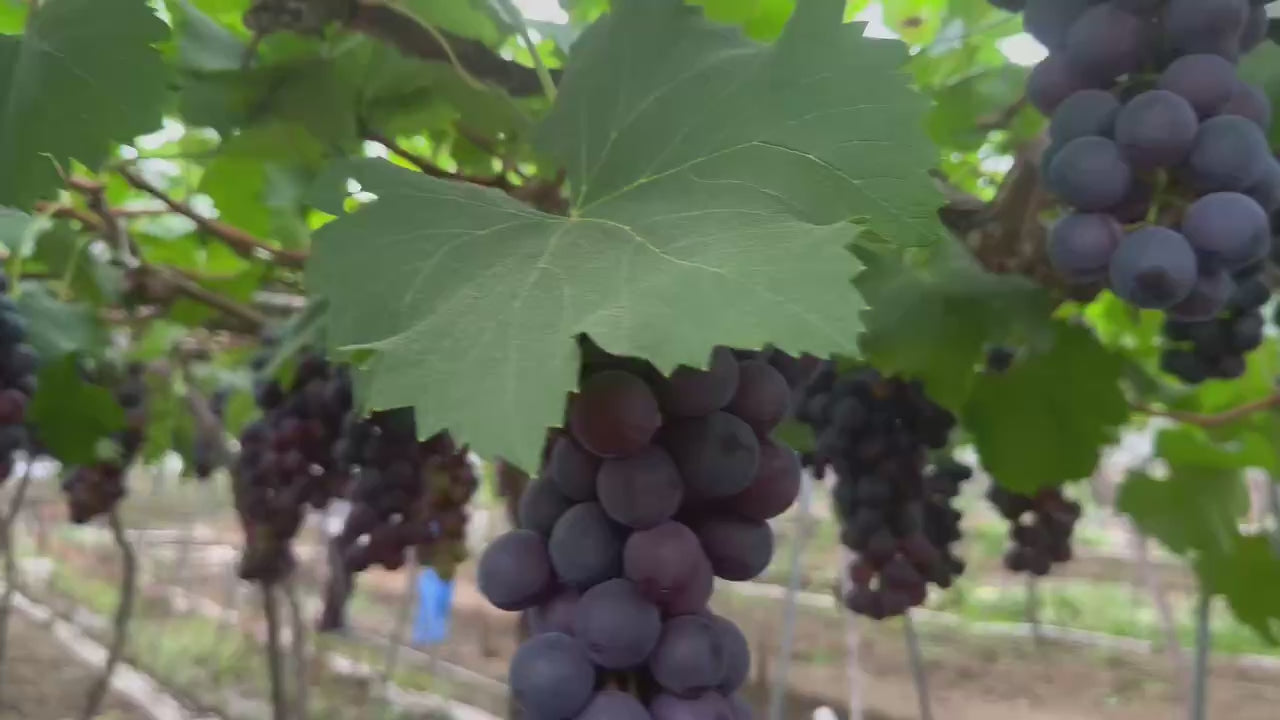 Seedless Summer Black Grape Plant