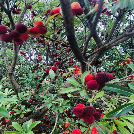 Dongkui Myrica rubra/Yangmei cultivation method