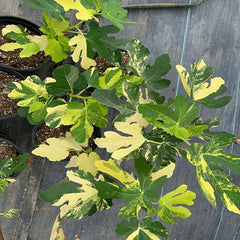 Variegated Jolly Tiger Fig Plant