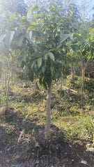 Grafted Lingfengnuo Lychee Plant