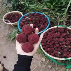 Grafted Dongkui Myrica rubra tree(Three age)