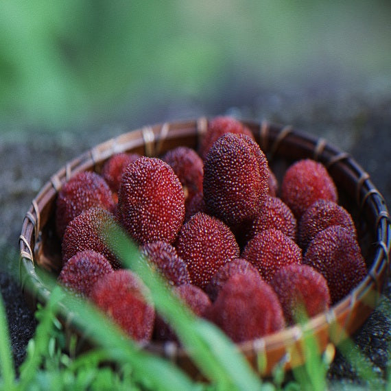 Grafted Dongkui Myrica rubra tree(Three age)