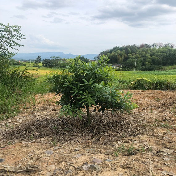 Grafted Dongkui Myrica rubra tree(Two age)