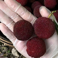 Grafted Dongkui Myrica rubra tree(Two age)