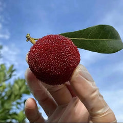 Grafted Dongkui Myrica rubra tree(Two age)