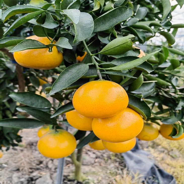 Setoka citrus scions