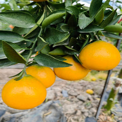 Setoka citrus scions