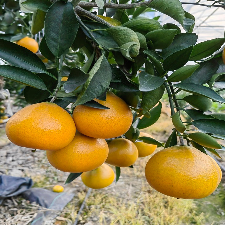 Setoka citrus scions