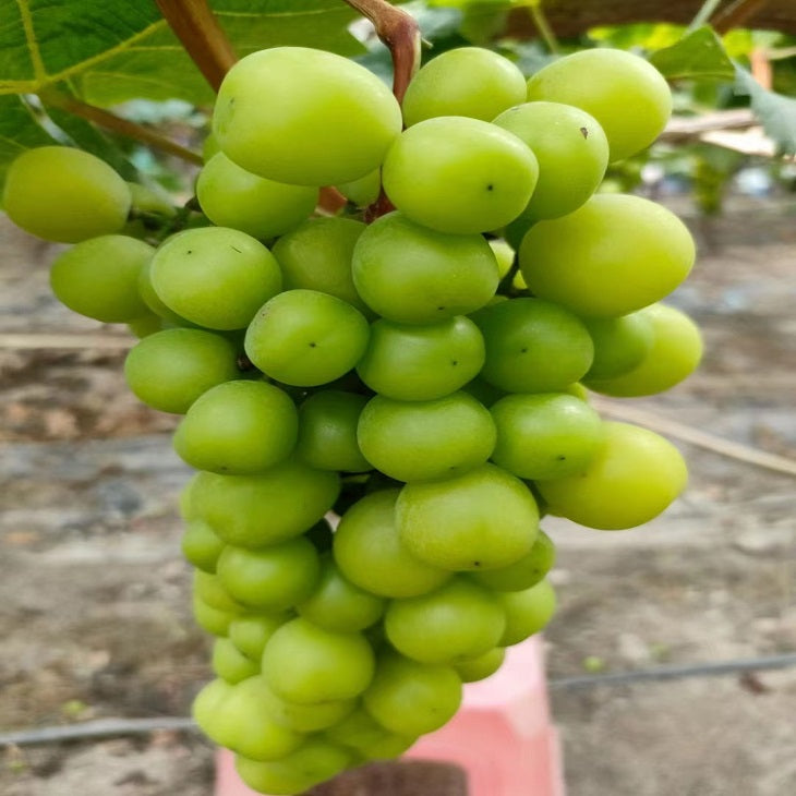 Shine Muscat cuttings