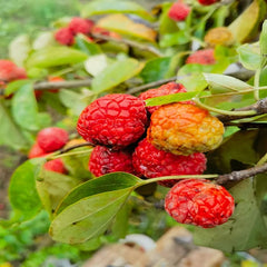 Maclura tricuspidata seeds