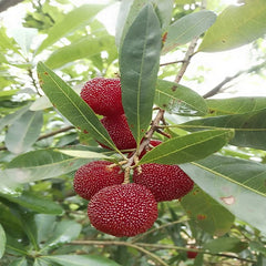 Grafted Big Leaf Prince Yangmei tree