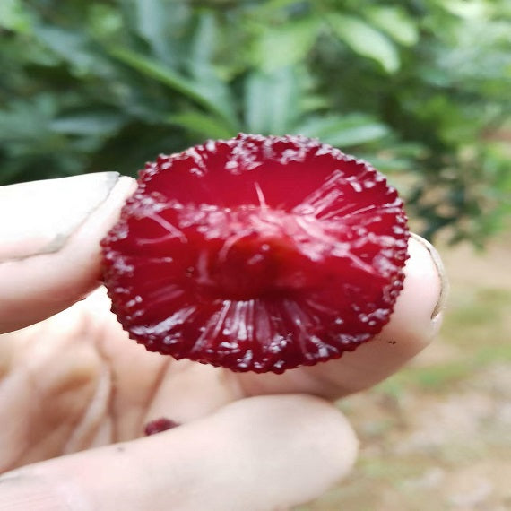 Grafted Big Leaf Prince Yangmei tree