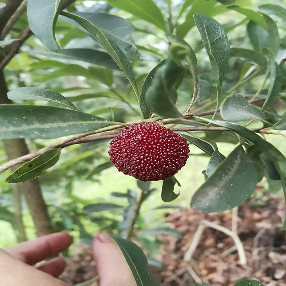 Grafted Big Leaf Prince Yangmei tree