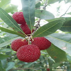 Grafted Big Leaf Prince Yangmei tree