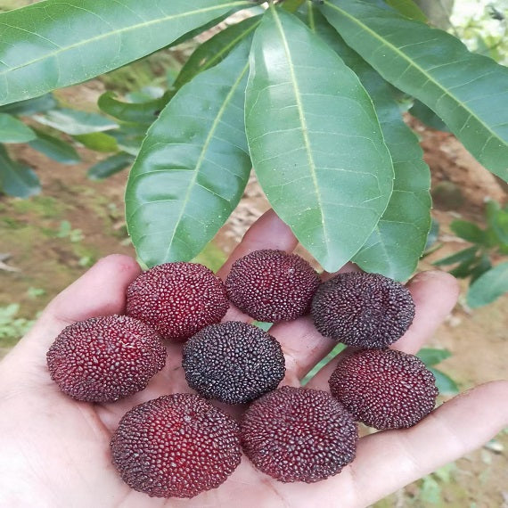 Grafted Big Leaf Prince Yangmei tree